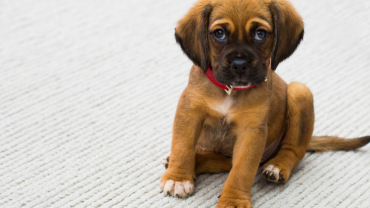 How to potty train a puppy indoors