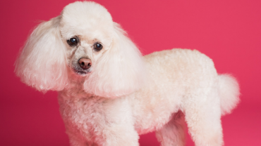 dogs that don't shed include poodles and hypoallergenic dogs