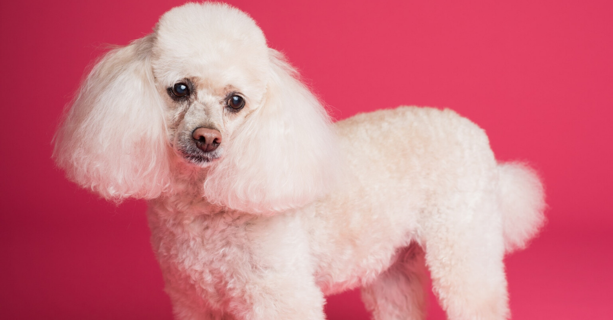 dogs that don't shed include poodles and hypoallergenic dogs