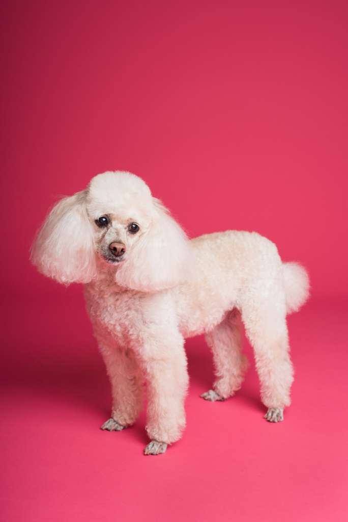 poodles are hypoallergenic dogs that don't shed