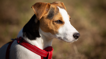 Russell Terrier dog