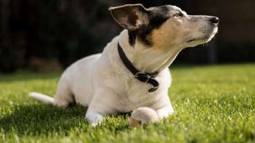 short coated white dog lying on grass 2115604