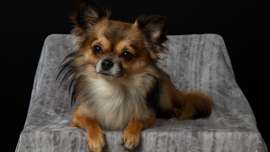 small dog breeds chihuahua long hair