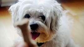 small hypoallergenic dogs include shih tzus