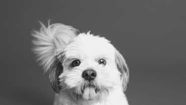 Small white dog breeds black background
