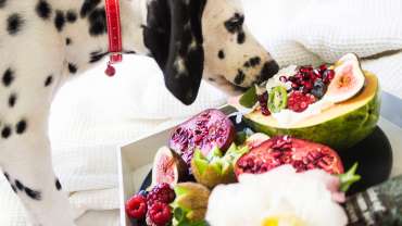wholesome homemade dog food - Dalmatian