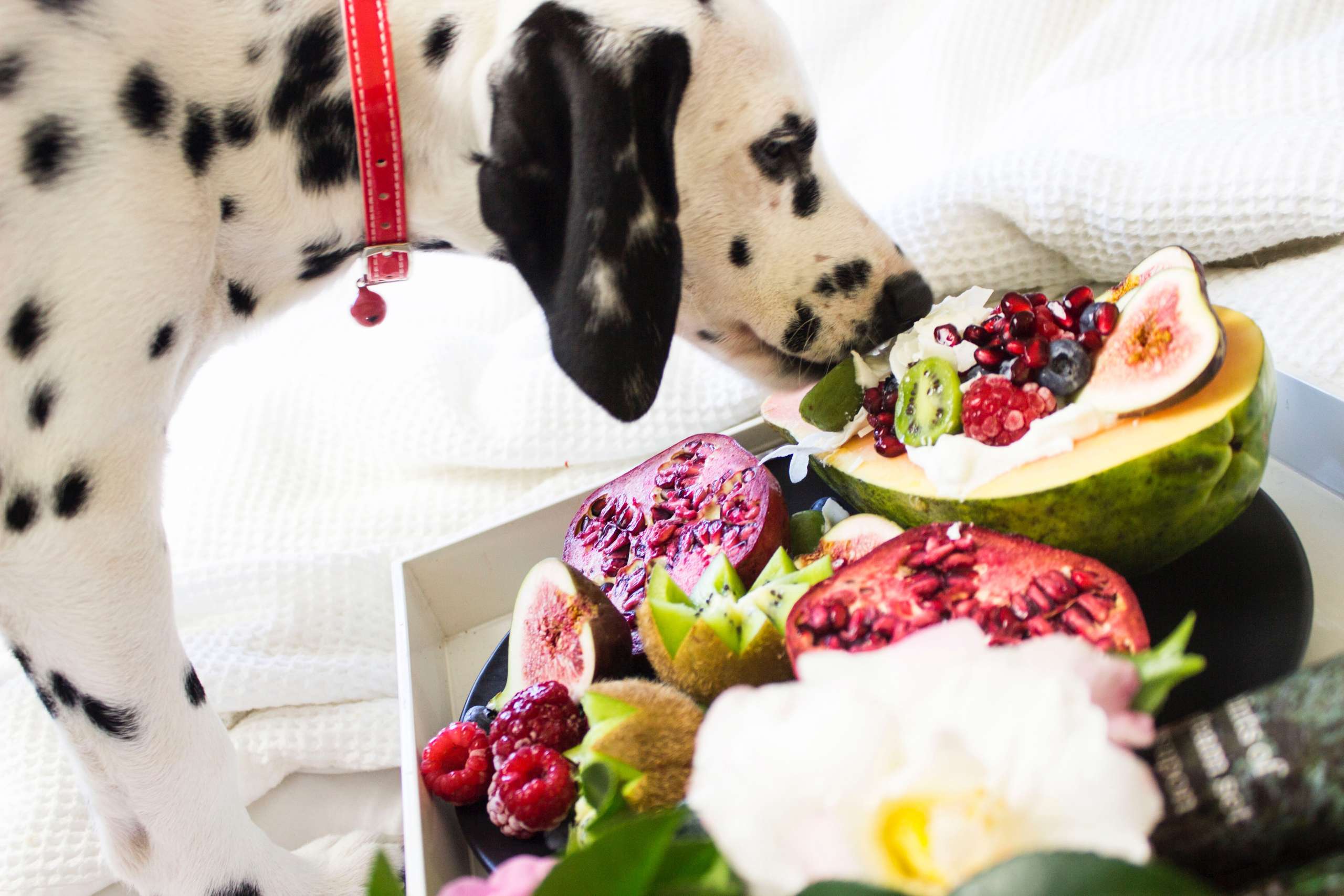 wholesome homemade dog food - Dalmatian