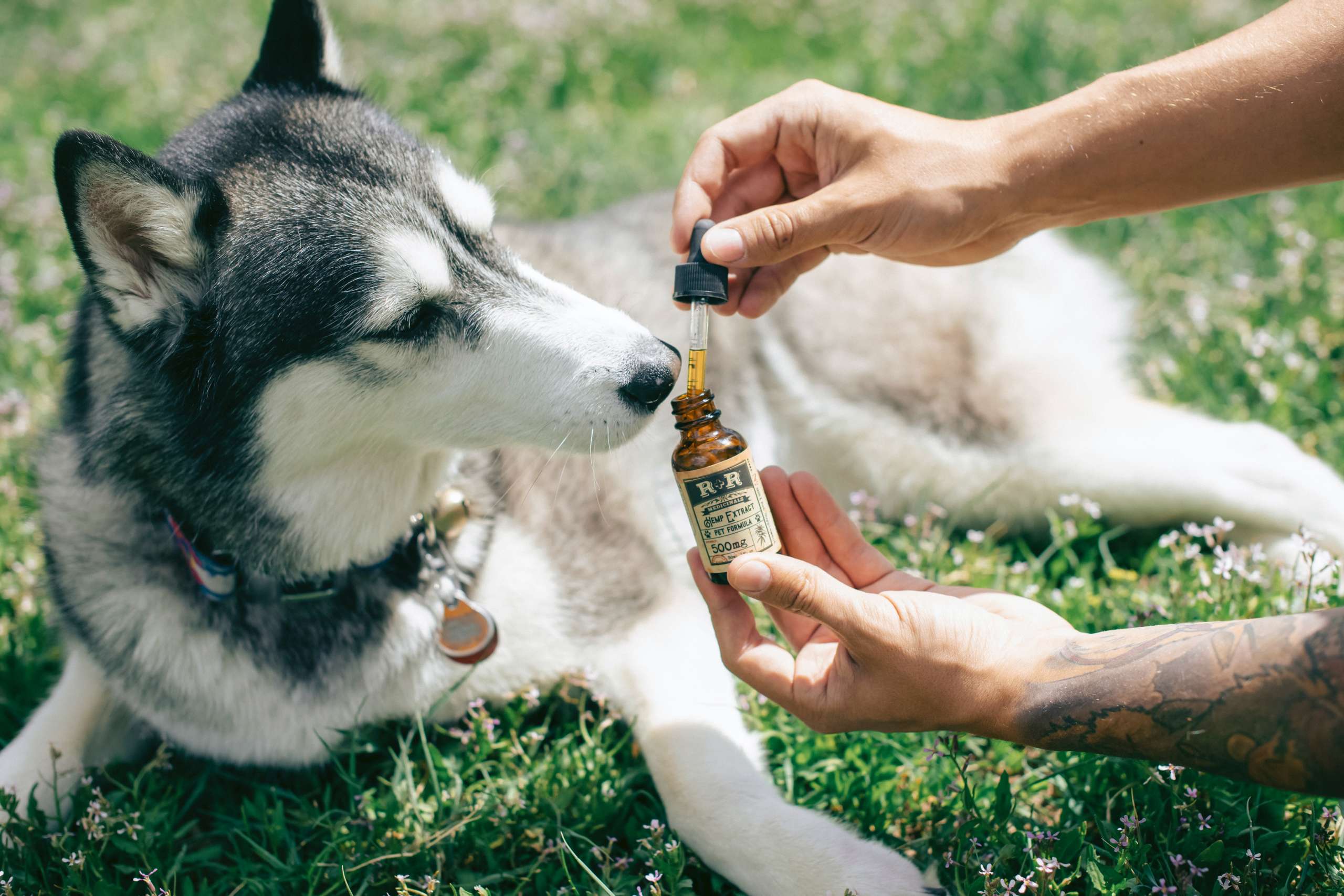 CBD treatment for dogs