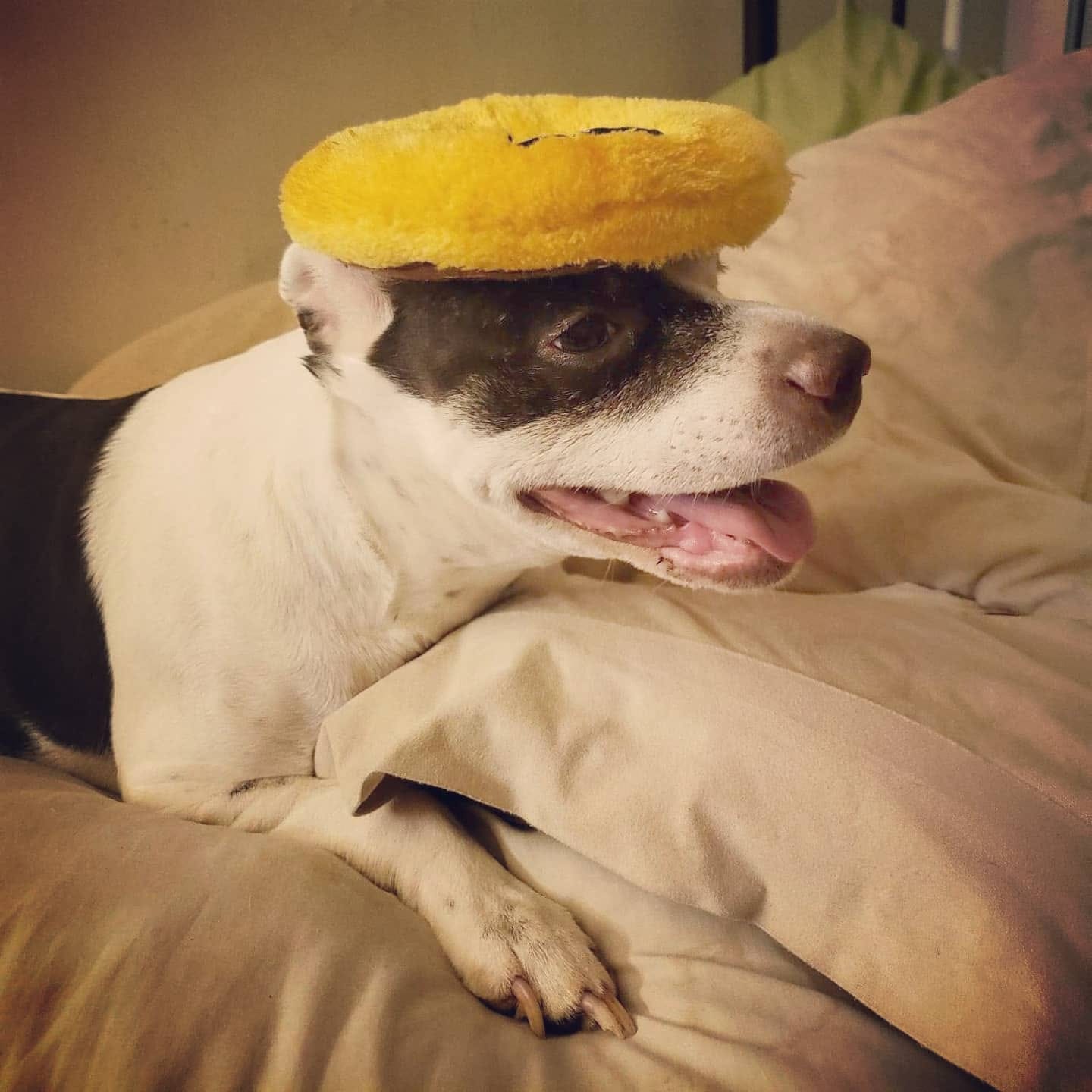 Is Dog Dental Cleaning Necessary? The Why, How, & When. Avenue Dogs