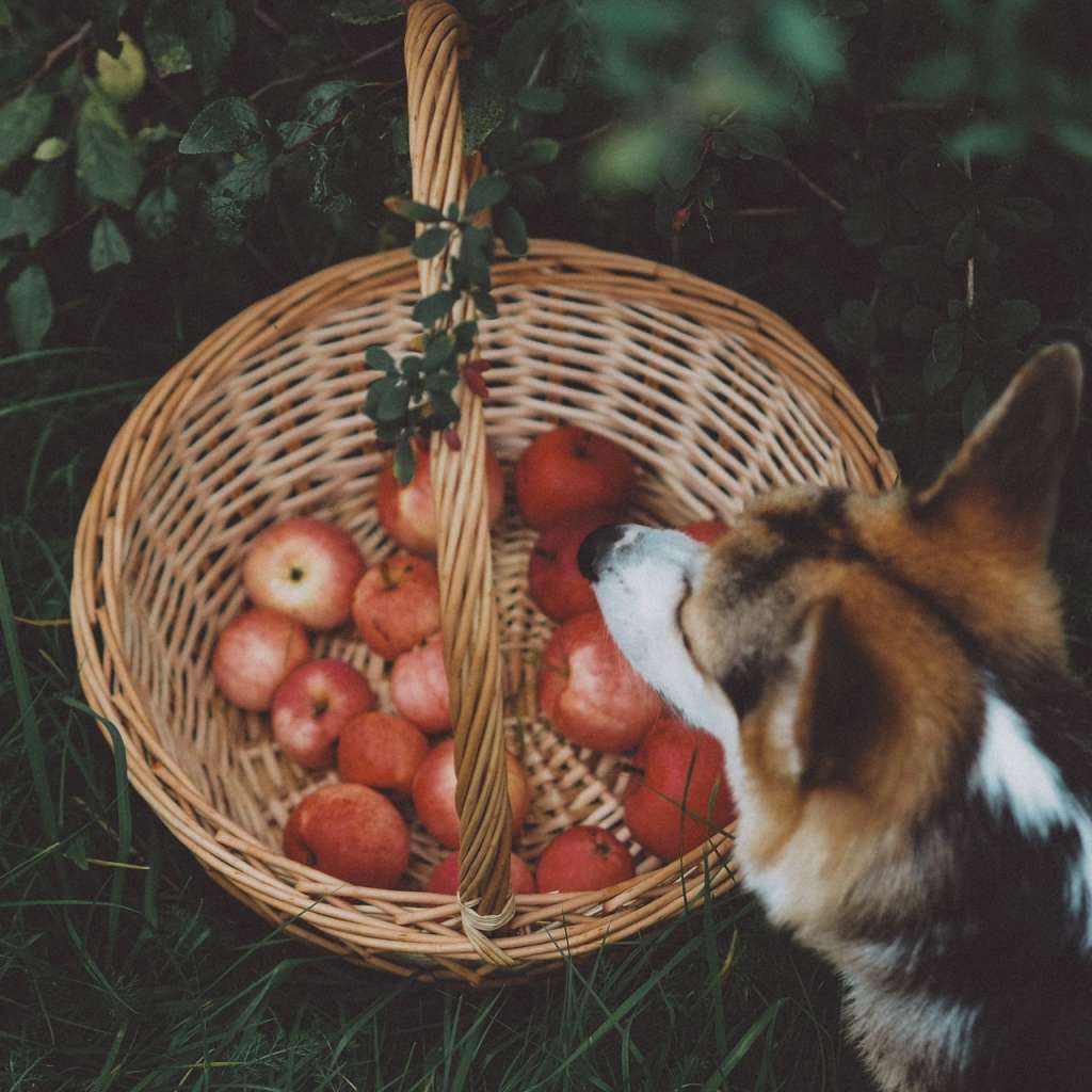 What Can I Feed My Dog Instead of Dog Food - Fruits
