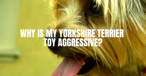 Why is My Yorkshire Terrier Toy Aggressive?