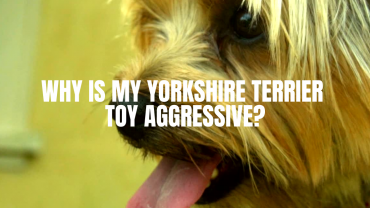 Why is My Yorkshire Terrier Toy Aggressive?