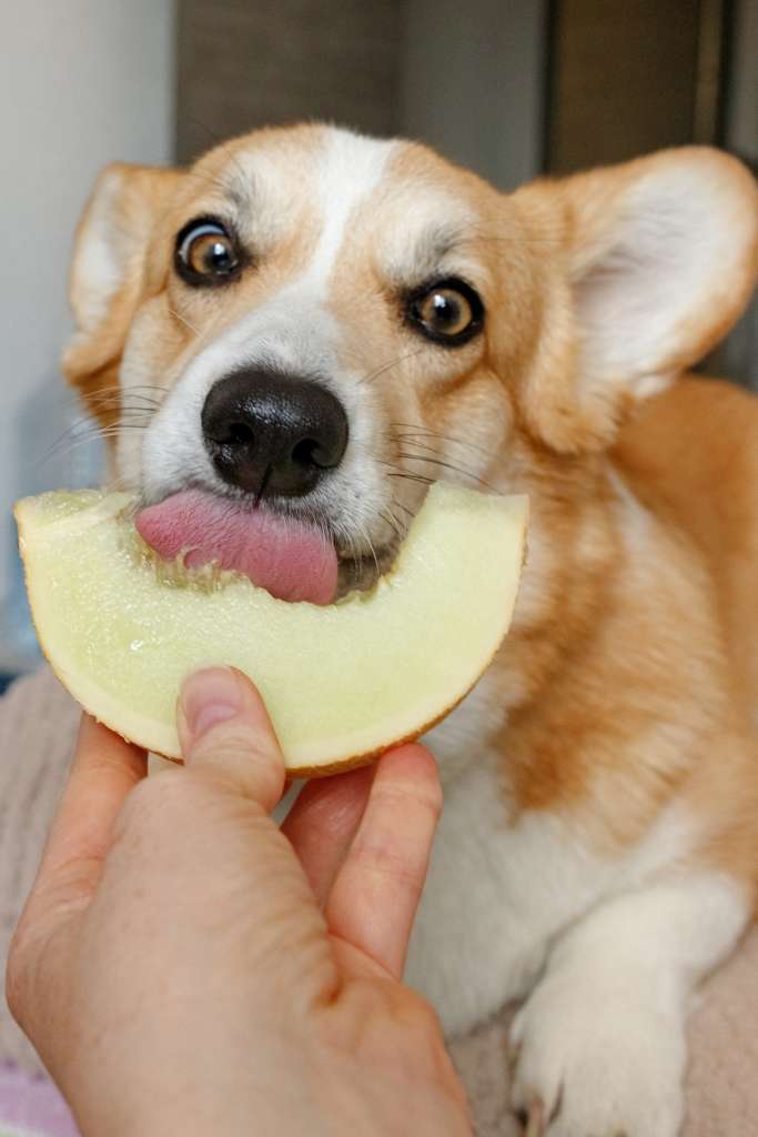 dog teeth cleaning hacks - Fruit and Veg