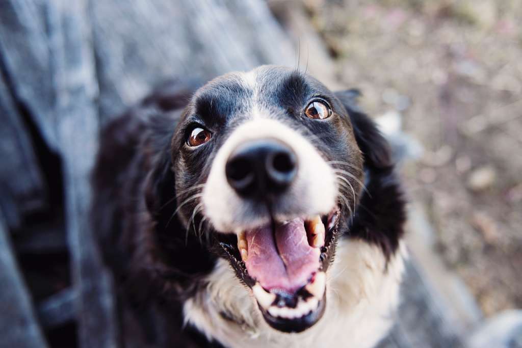 dog teeth cleaning hacks - smiling dog