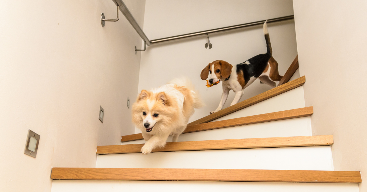 Best dog gate for stairs