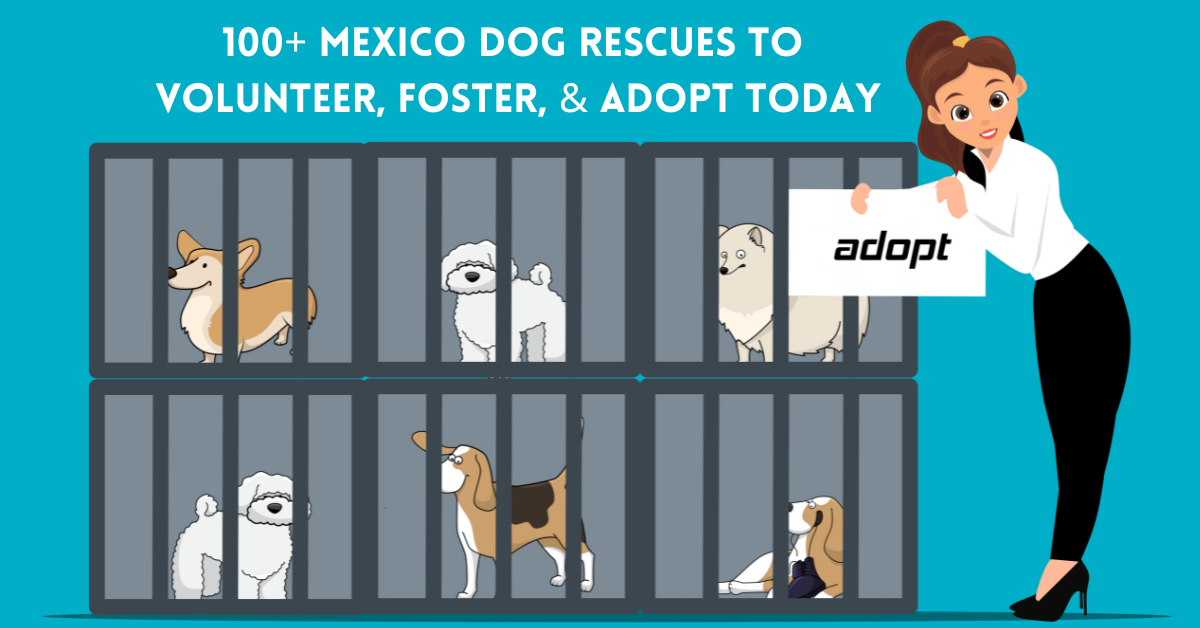 100 mexico dog resuces and organizations helping pups