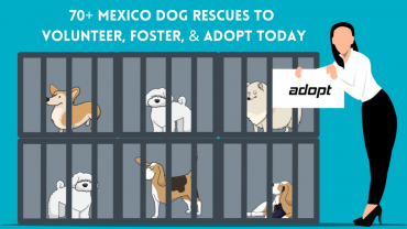 70+ Mexico Dog Rescues to Volunteer, Foster, & Adopt Today