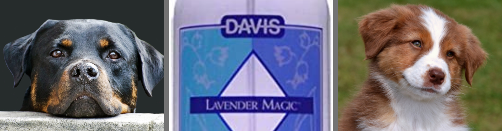 Best Dog Cologne Spray - Davis Lavender Magic Dog Cologne
