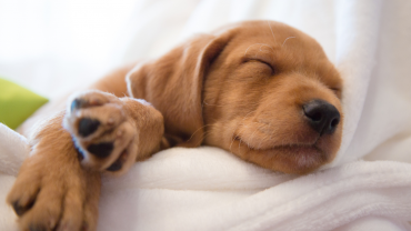 Puppy Breathing Fast While Sleeping fi