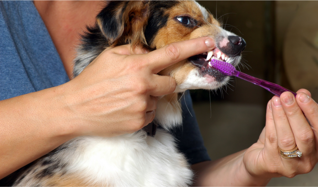 Why Does My Dog Smell Like Fish? - tooth brushing