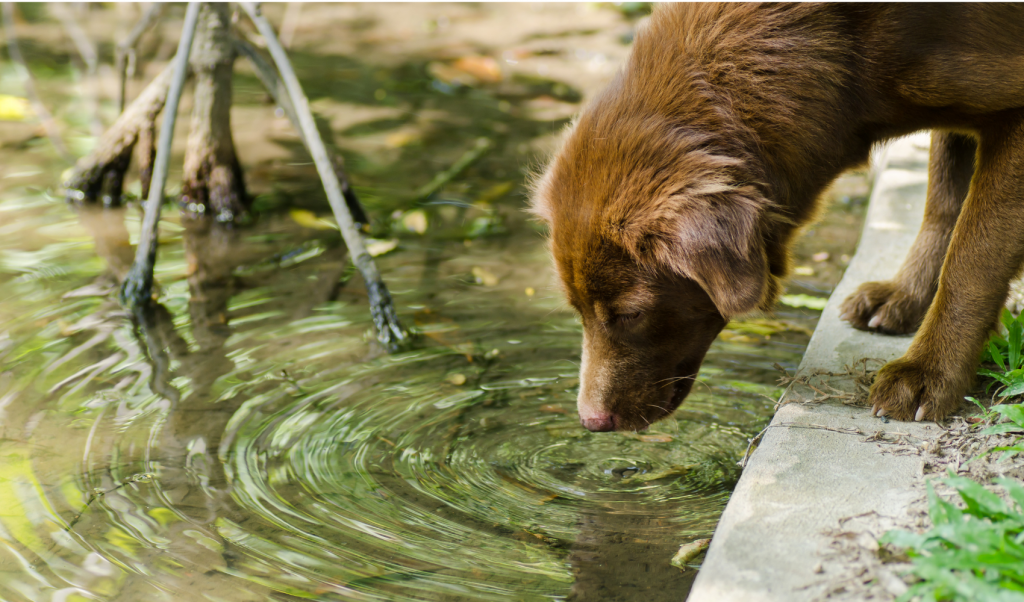 Why Does my Dog Throw up After Drinking Water? Dog drinking dirty water from a pond.