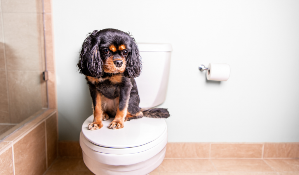 Why Does my Dog Throw up After Drinking Water? Dog drinking dirty water from toilet.