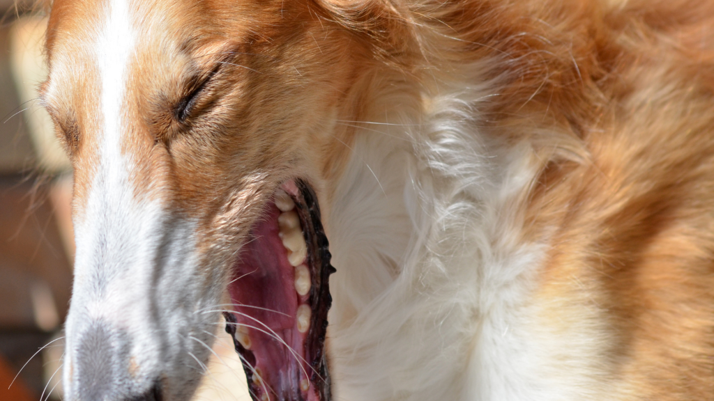 Why is my Dog Wheezing - Bronchitis