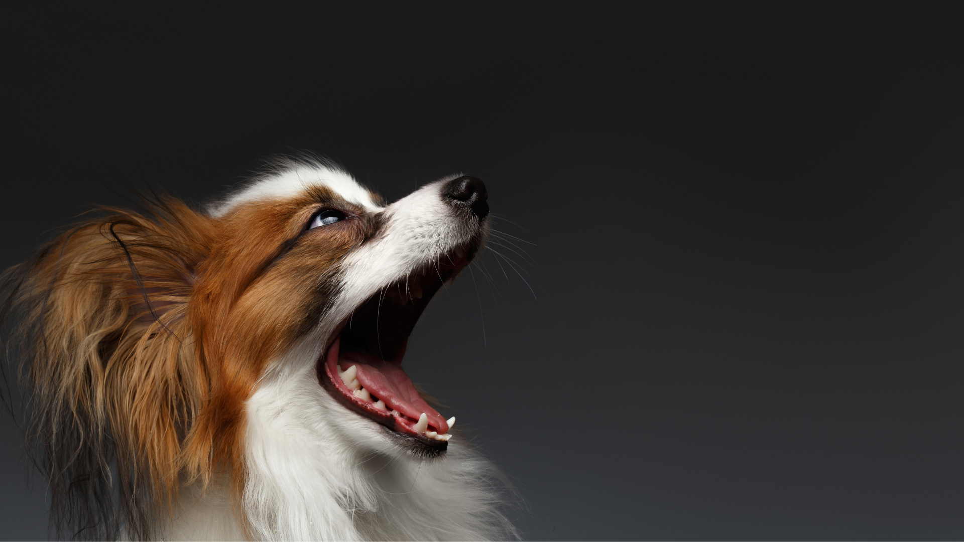 Why is my Dog Wheezing? 6 Common Reasons Explained. Avenue Dogs