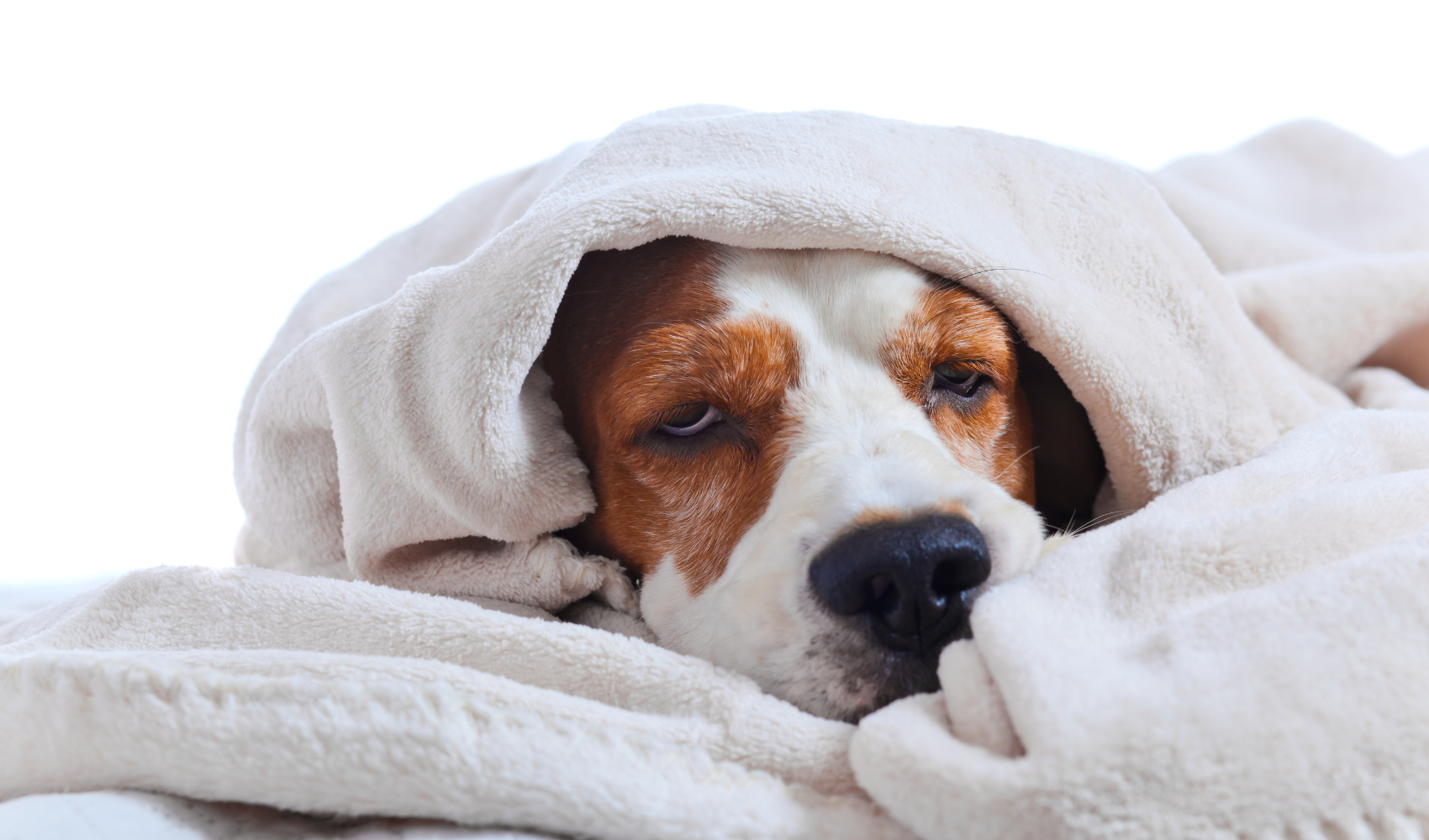 Why is my Dog Dry Heaving? Our Vet Answers Your Questions Avenue Dogs