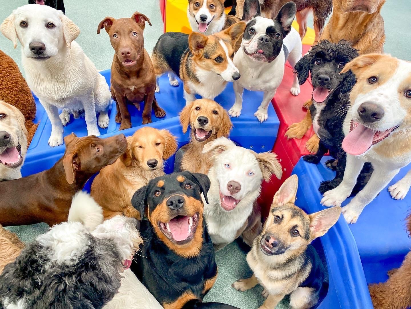 Woodland West Pet Resort Review Best Pet Resort in Tulsa Avenue Dogs