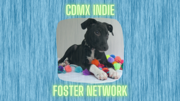 CDMX Indie Foster Network