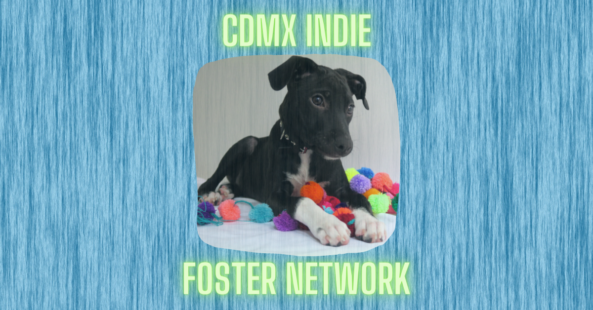 CDMX Indie Foster Network