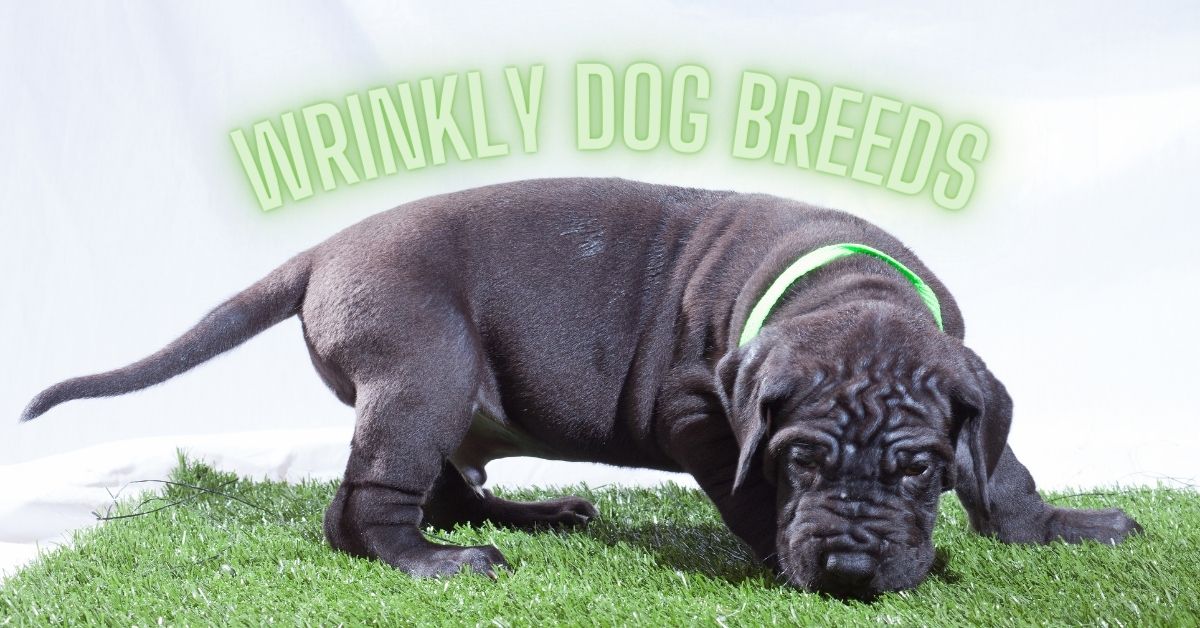 wrinkly dog breeds puppy
