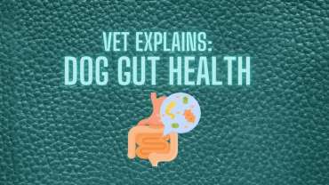 dog gut health vet explains feature