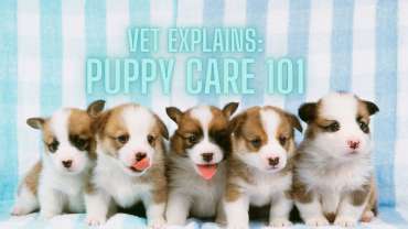 puppy care 101 vet explains