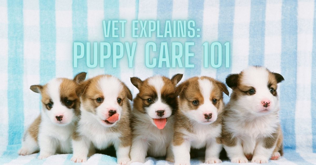puppy care 101 vet