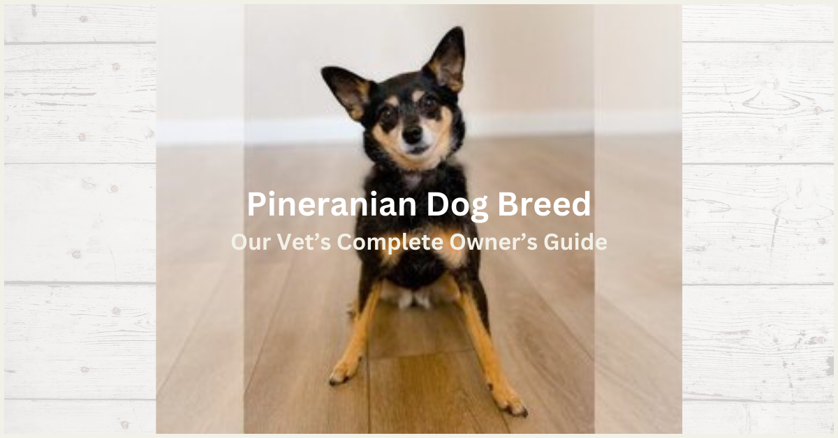 The Pineranian Dog Breed – Our Vet’s Complete Owner’s Guide