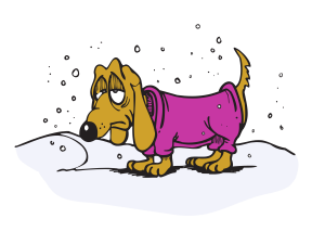 dog in dog snowsuit