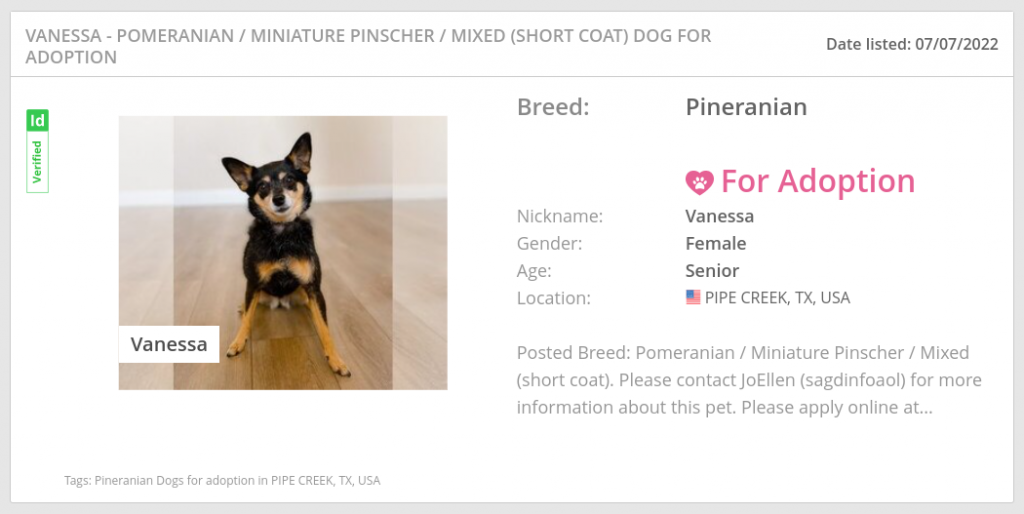 pineranian dog Vanessa up for adoption on puppyfinder .com