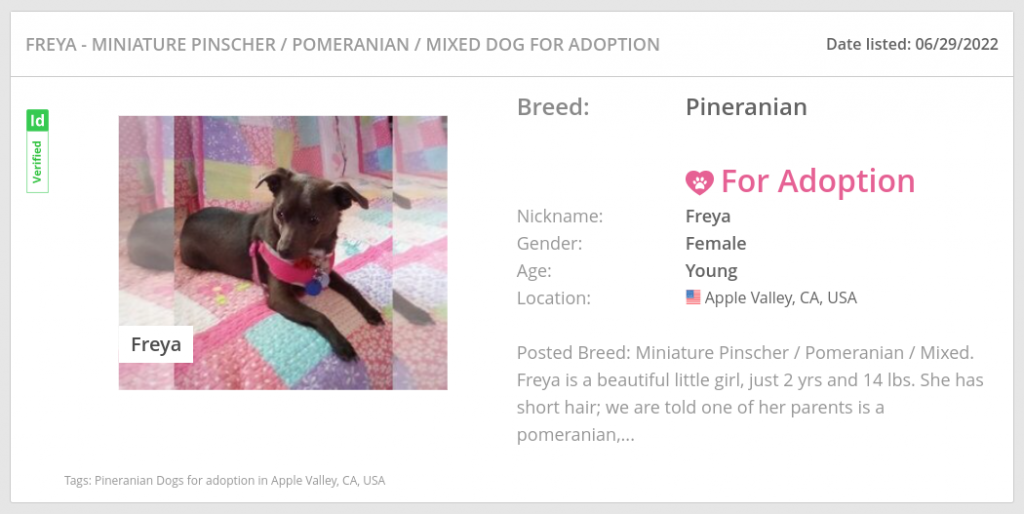 pineranian dog Freya
 up for adoption on puppyfinder .com