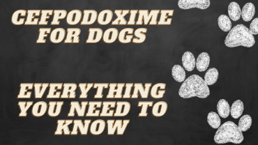 Cefpodoxime for Dogs
