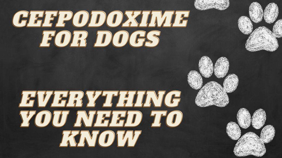 Cefpodoxime for Dogs VetApproved for Bacterial Infections Avenue Dogs