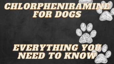Chlorpheniramine for Dogs
