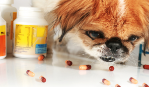 Chlorpheniramine for Dogs forms of medication