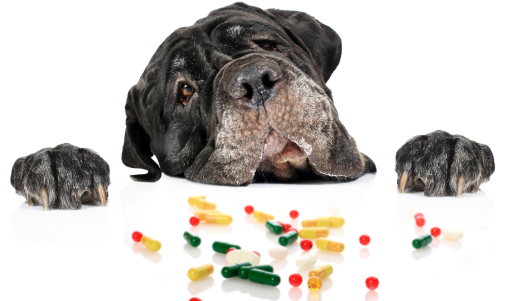 Chlorpheniramine for Dogs interactions