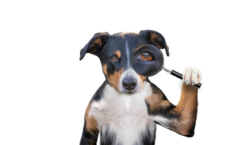 Chlorpheniramine for Dogs - monitoring