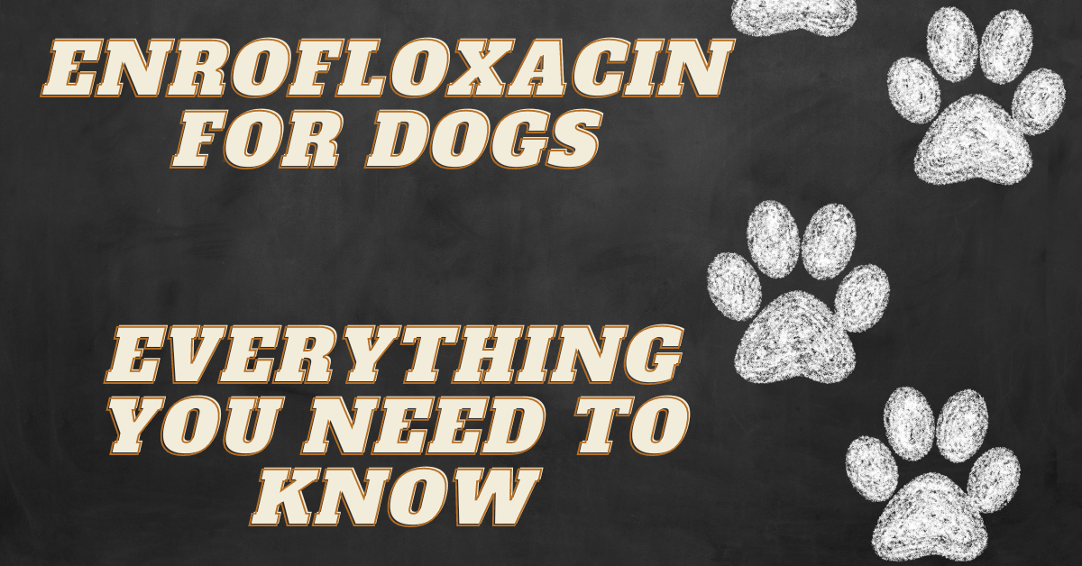 Enrofloxacin for Dogs