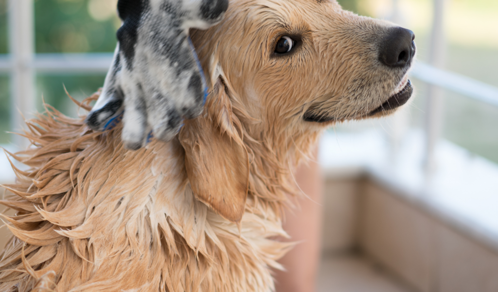 Best Dog Shampoo For Shedding - cute pup getting a bath