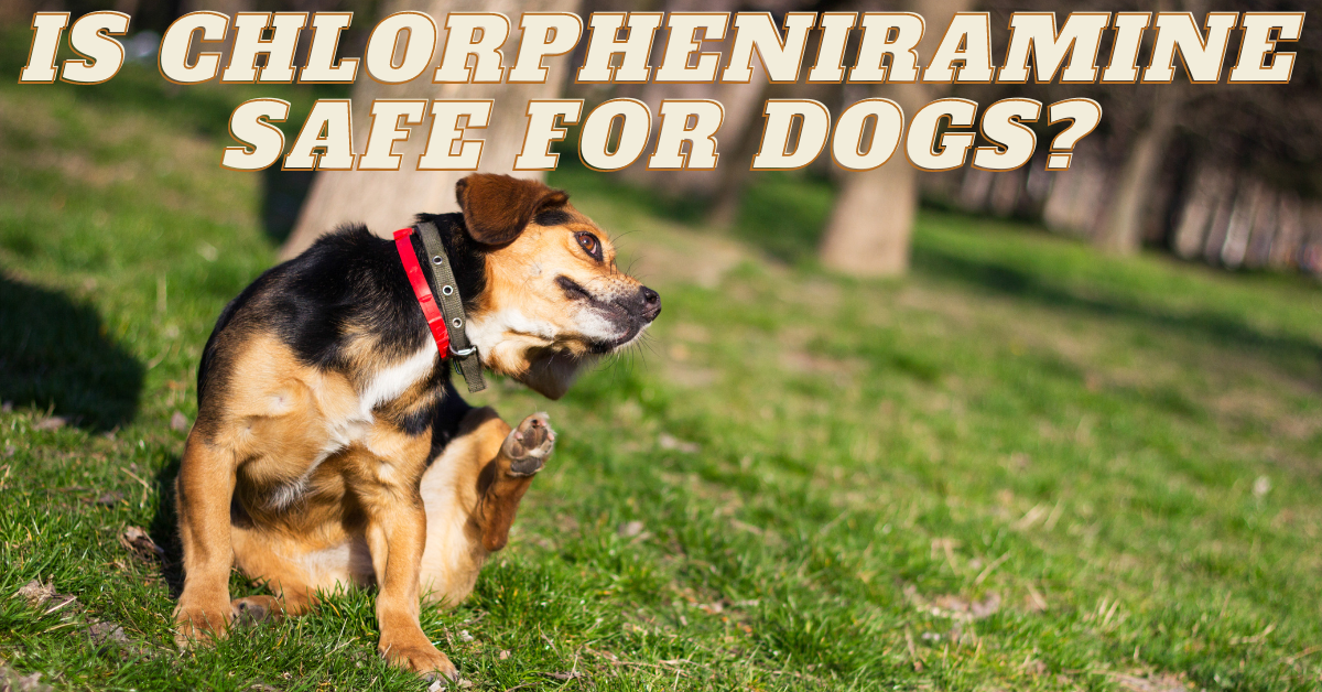 Chlorpheniramine for Dogs - Featured Image