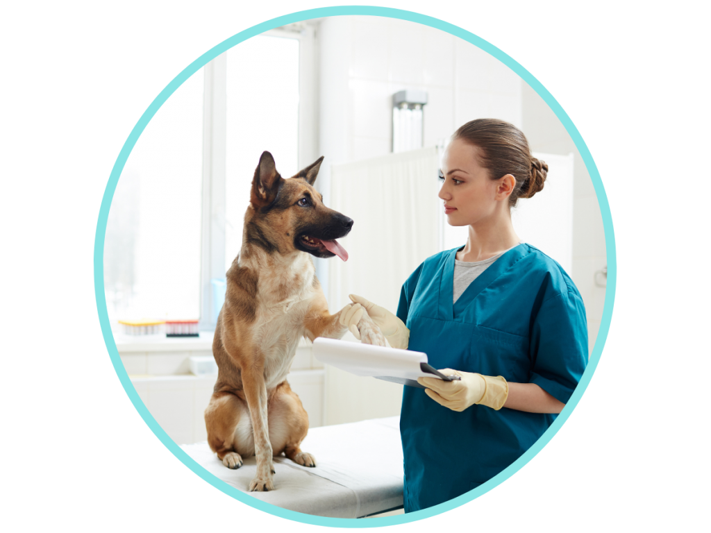 Credelio for Dogs VetApproved for Ticks & Fleas Avenue Dogs